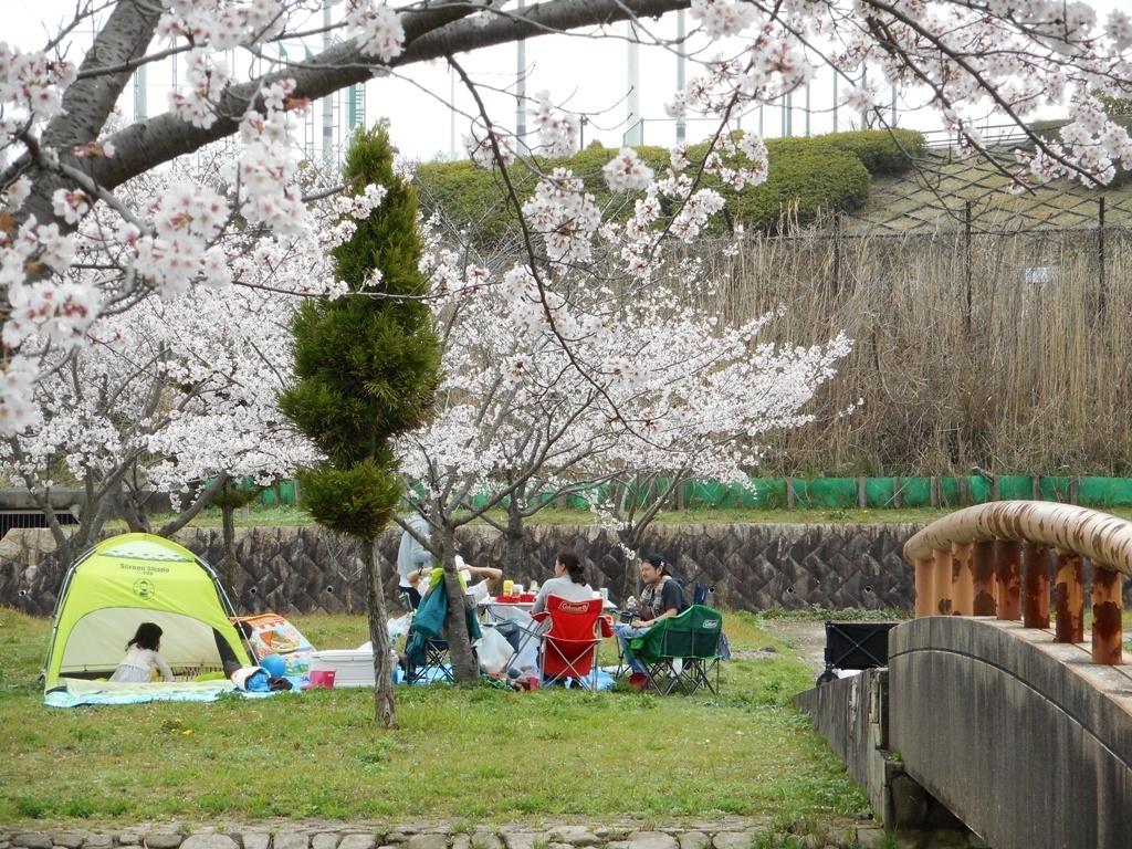 三ケ峯砂防公園 お花見 ２０１５ 投稿者 愛犬ムサシのパパ 長久手市市民記者ブログ