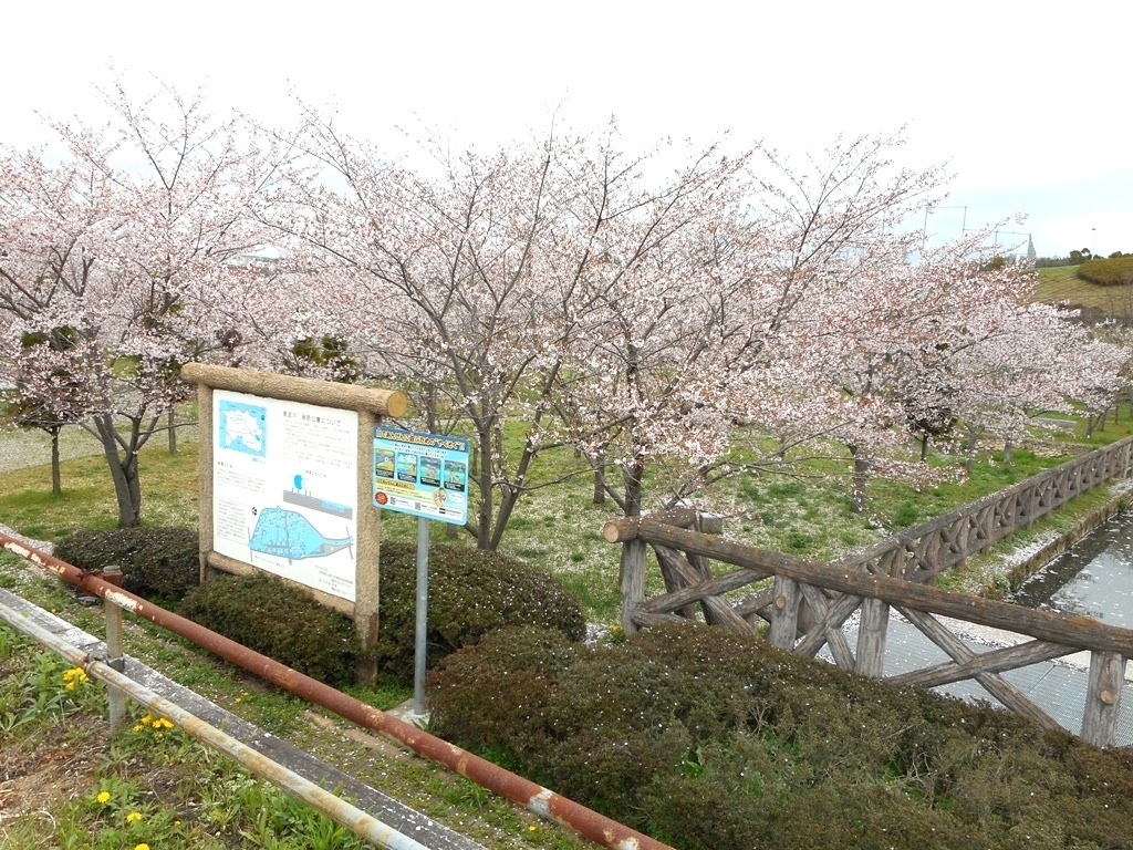 三ケ峯砂防公園 お花見 ２０１５ 投稿者 愛犬ムサシのパパ 長久手市市民記者ブログ