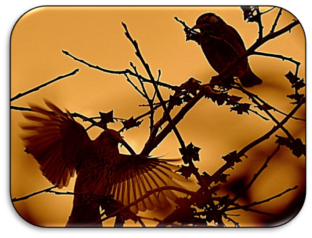 自宅のヒヨドリ百景 投稿者 ファーストサーブ 長久手市市民記者ブログ