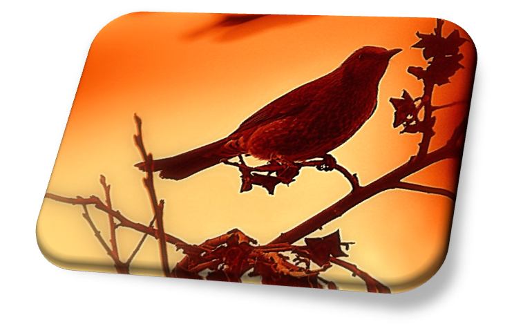 自宅のヒヨドリ百景 投稿者 ファーストサーブ 長久手市市民記者ブログ